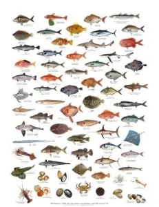 SPC011_Fish_Identification_Chart